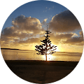 A circular image of a tree at sunset.