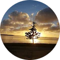 A circular image of a tree at sunset.